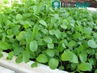 Ảnh Cách trồng rau cải ngọt xanh tốt tại nhà