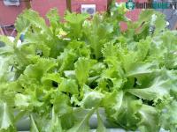 Ảnh Cách trồng rau xà lách sạch trong thùng xốp