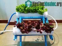 Ảnh Sinh viên với dự án trồng rau không cần đất