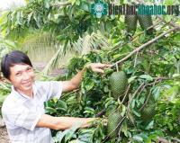Ảnh Kỹ thuật trồng mãng cầu xiêm cho năng suất cao nhất