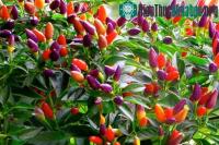 Ảnh Cách trồng ớt nhiều màu tại nhà vừa ăn vừa làm cảnh