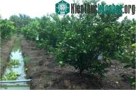 Ảnh Phát triển thành công giống cam sành không hạt