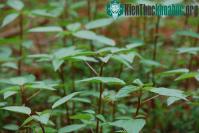 Ảnh Kỹ thuật trồng cây rau đay xanh tốt trong thùng xốp