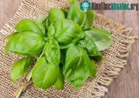 Ảnh Tự trồng húng quế theo cách thủy canh đơn giản tại nhà