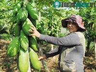 Ảnh Kỹ thuật trồng cây đu đủ sai quả quanh năm, ít sâu bệnh