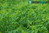 Ảnh Cách trồng cây rau ngót trong thùng xốp tại nhà