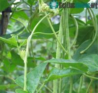 Ảnh Cách trồng cây đậu đũa an toàn cho hộ gia đình