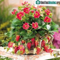 Ảnh Cách trồng và chăm sóc dâu tây tại nhà cho trái chín đỏ mọng