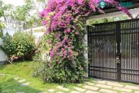 Ảnh Cách chăm sóc cây hoa giấy cho ra hoa quanh năm