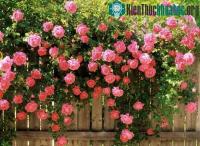 Ảnh Kỹ thuật trồng hoa hồng leo đơn giản trong chậu