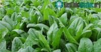 Ảnh Cách trồng cây rau chân vịt chống ung thư tại nhà