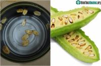 Ảnh Hướng dẫn cách trồng mướp đắng sai quả tại nhà