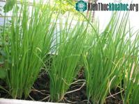 Ảnh 2 cách trồng hành lá siêu đơn giản tại nhà