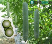 Ảnh Cách trồng cây bí đao sai quả