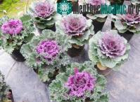 Ảnh Kỹ thuật trồng và chăm sóc bắp cải cảnh đổi phong cách trang trí ngày Tết