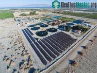 Ảnh Công nghệ nuôi cá trên sa mạc đạt năng suất cao của Israel