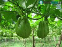 Ảnh Kỹ thuật trồng su su cho nhiều ngọn, sai quả