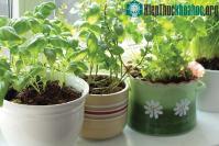 Ảnh Hướng dẫn trồng rau thơm sạch tại nhà