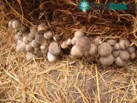 Ảnh Nấm rơm: Hướng dẫn trồng và thu hoạch