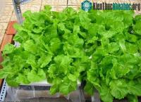 Ảnh Kỹ thuật trồng rau cải xanh trong thùng xốp tại nhà