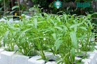 Ảnh Kỹ thuật trồng rau muống sạch trong thùng xốp tại nhà