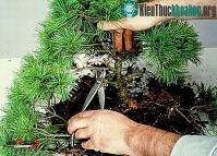 Ảnh Kỹ thuật uốn cây cảnh tạo dáng nghệ thuật