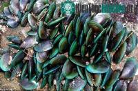 Ảnh Hướng dẫn kỹ thuật nuôi chem chép ở vùng biển nhiều sóng gió