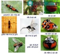 Ảnh Tăng năng suất rau xanh và sạch nhờ côn trùng