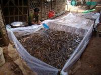 Ảnh Sử dụng bồn nylon nâng cao năng suất nuôi lươn trên cạn