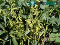 Ảnh Hà Nội phát triển giống đậu tương DT84 mới cho năng suất cao