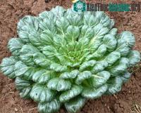Ảnh Rau cải bẹ xanh hình hoa hồng có giá trị dinh dưỡng cao
