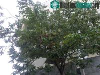 Ảnh Kỹ thuật trồng cây sưa quý hiếm