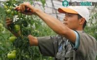 Ảnh Bón phân hỗn hợp cho cà chua