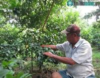 Ảnh Xử lý chanh ra hoa rải vụ
