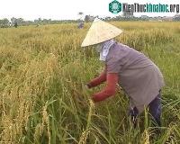 Ảnh Những sáng tạo khoa học nâng cao hiệu quả sản xuất nông nghiệp