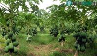 Ảnh Phương pháp trồng đu đủ nghiêng cho năng suất vượt trội