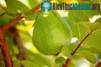 Ảnh Kỹ thuật trồng ổi lê Đài Loan trong chậu đơn giản, năng suất cao