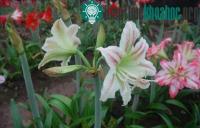 Ảnh Dùng phương pháp lai hữu tính để tạo giống hoa lan huệ mới