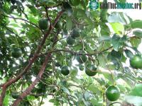 Ảnh Kỹ thuật trồng cây bơ