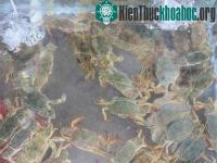 Ảnh Sản xuất thành công cua giống bằng thức ăn công nghiệp