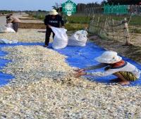 Ảnh Ứng dụng thành công quy trình lên men tỏi thành thuốc quý