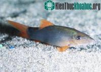 Ảnh Nghiên cứu thành công kỹ thuật sản xuất giống cá heo