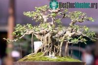 Ảnh Kỹ thuật bón phân cho cây cảnh, hoa cảnh