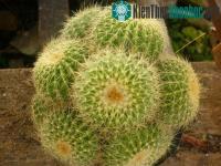 Ảnh Kỹ thuật trồng và chăm sóc xương rồng