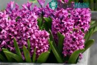 Ảnh Trồng hoa dạ lan hương đón Tết Ất Mùi