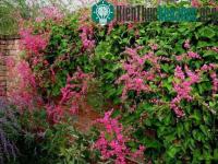 Ảnh Kỹ thuật trồng hoa tigon