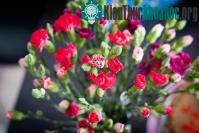Ảnh Kỹ thuật trồng hoa cẩm chướng bằng cành