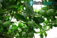 Ảnh Ươm trồng thành công cây bàng vuông trên đảo Lý Sơn