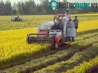 Ảnh An Giang tạo được giống lúa chịu ngập và chịu hạn