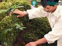 Ảnh Bảo tồn và phát triển sâm Ngọc Linh tại Kon Tum